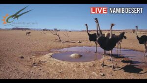 ナミビア：ナミブ砂漠でのライブ配信にはまっちゃう
