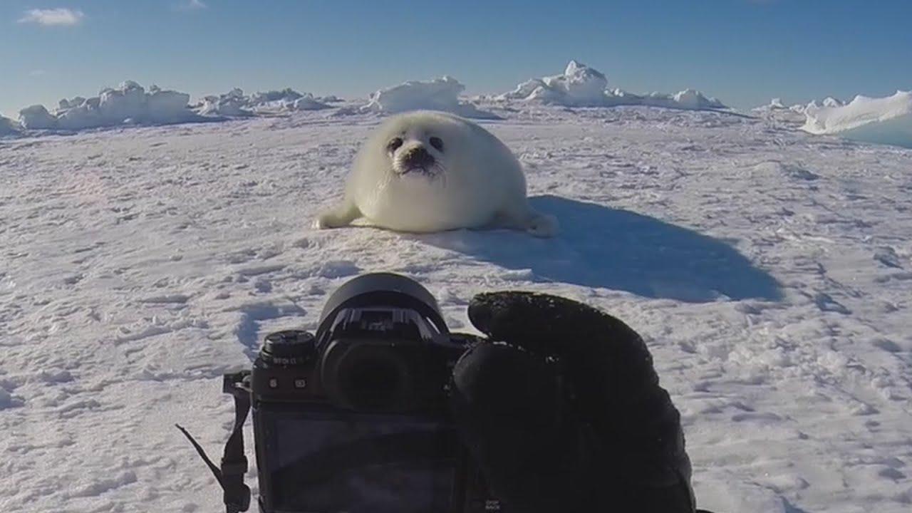 アザラシのあかちゃんの撮影風景