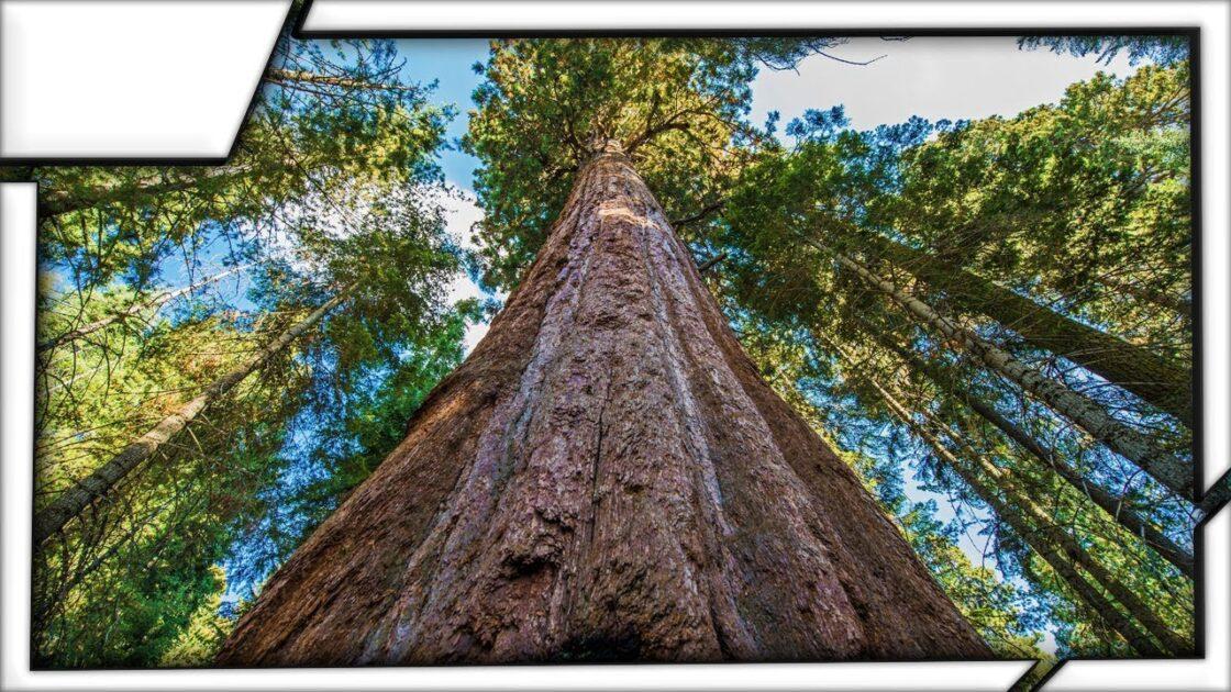 世界で一番高い木「ハイペリオン