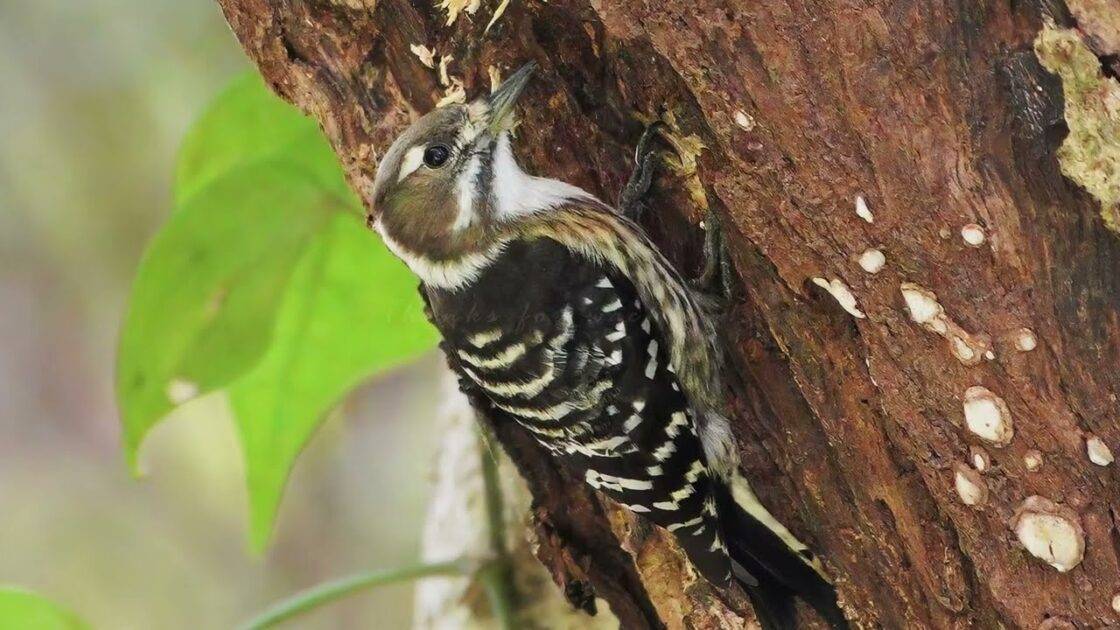 日本のキツツキ：森のリズムと身近な出会い