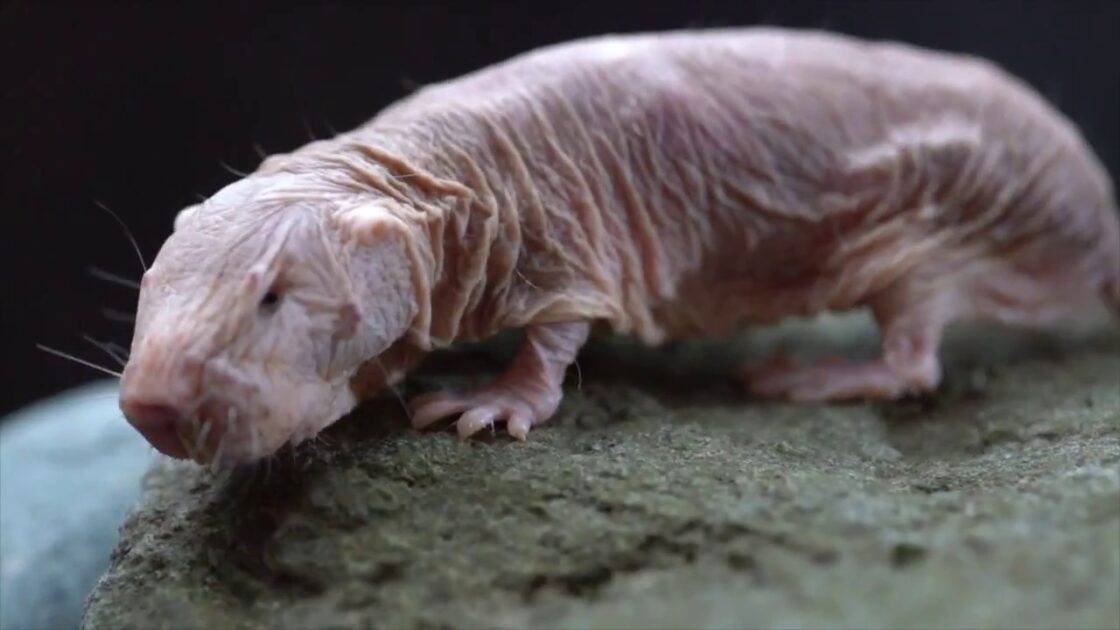 ハダカデバネズミ：不老不死に近く、酸素ゼロでも生きるスゴい生き物
