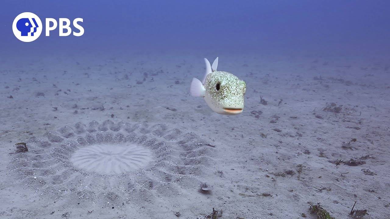 海底のミステリーサークルはフグ