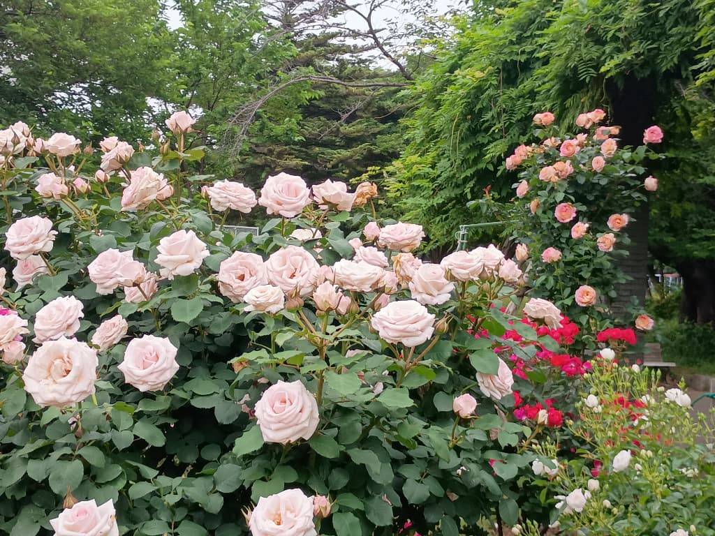 航空公園のバラでふにゃっとハッピー！ ふにゃまるの香り散歩