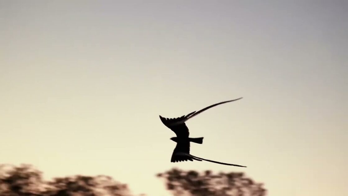 夜空に舞うリボンの妖精！ペナントウィングドナイトジャーの幻想的な姿